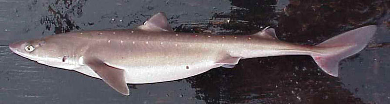 Squalus acanthias (Spinarolo)